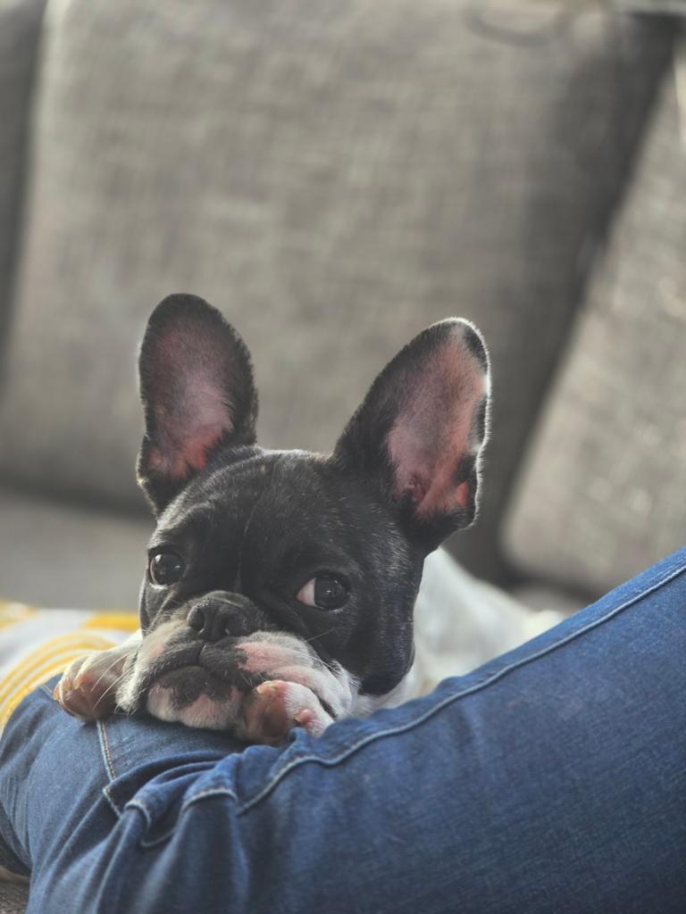 Lieve franse bulldog pup zoekt een forever home (nietgratis, Parvo, 15 weken tot 1 jaar, Overige rassen, Teef