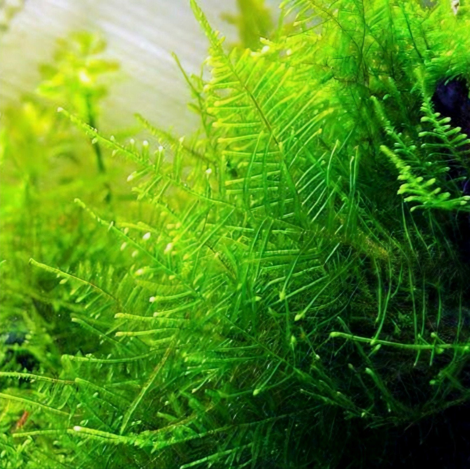 Taiwan mos, aquarium mos | Shrimporium, Ophalen of Verzenden, Nieuw, Plant(en), Steen of Hout