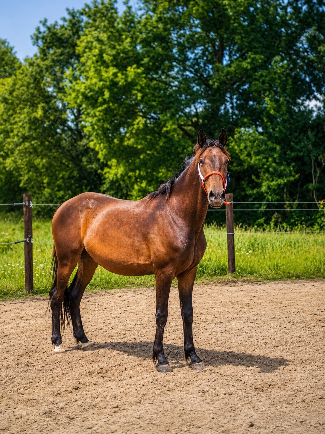 Super mooie kwpn ruin, Dieren en Toebehoren, Met stamboom, Ruin, Dressuurpaard, Zadelmak