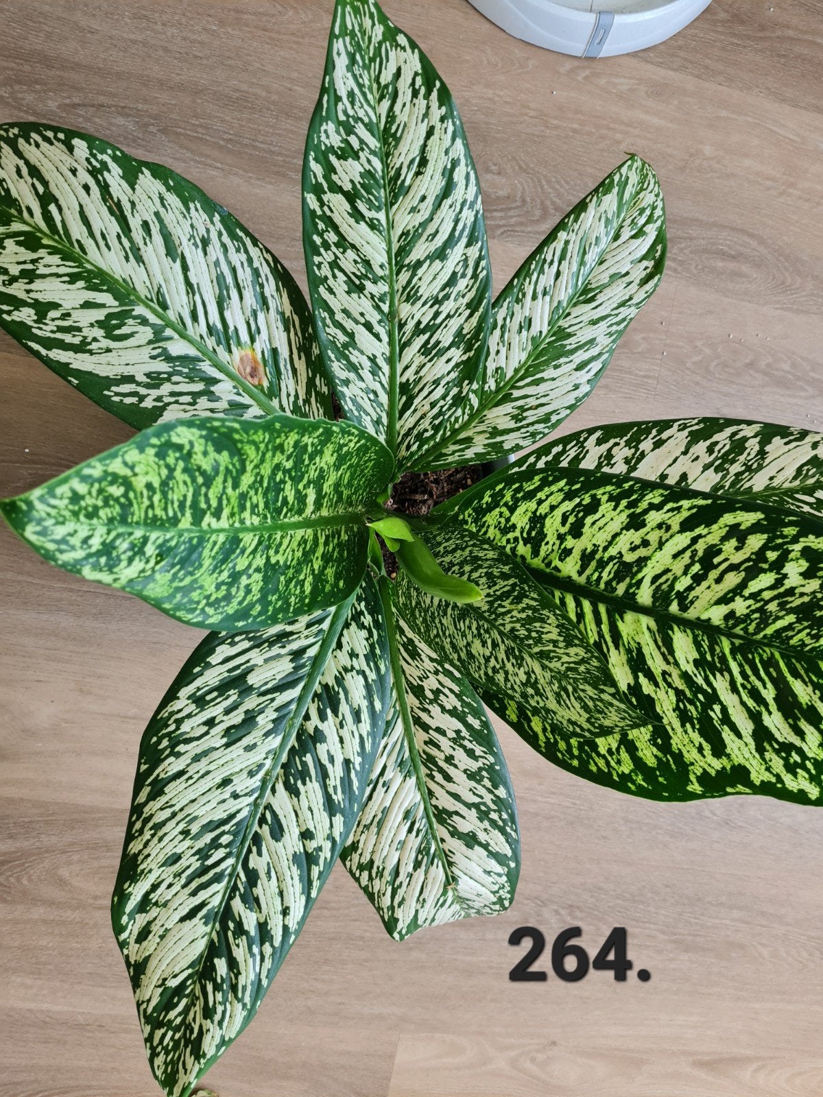 Prachtige dieffenbachia White etna, zeldzame kamerplant, Ophalen of Verzenden, Halfschaduw, Minder dan 100 cm