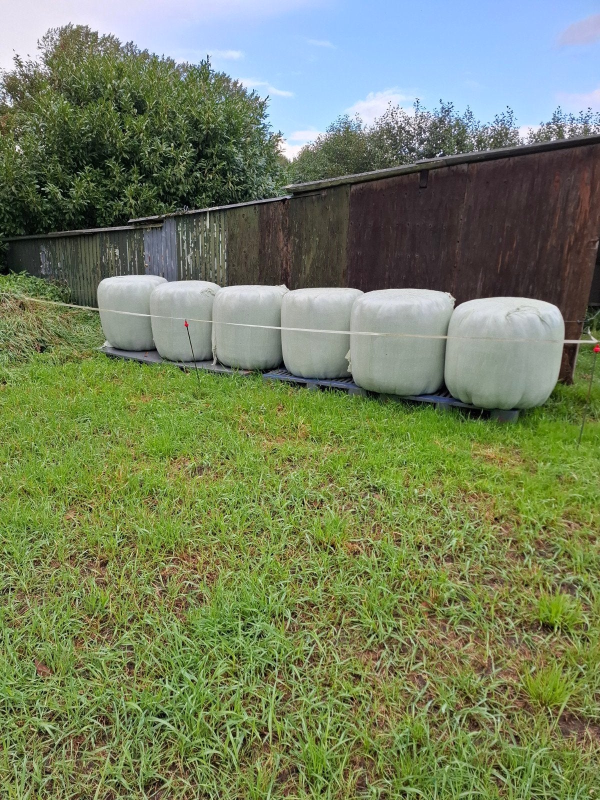 midibalen hooi te koop, Ophalen, Vee