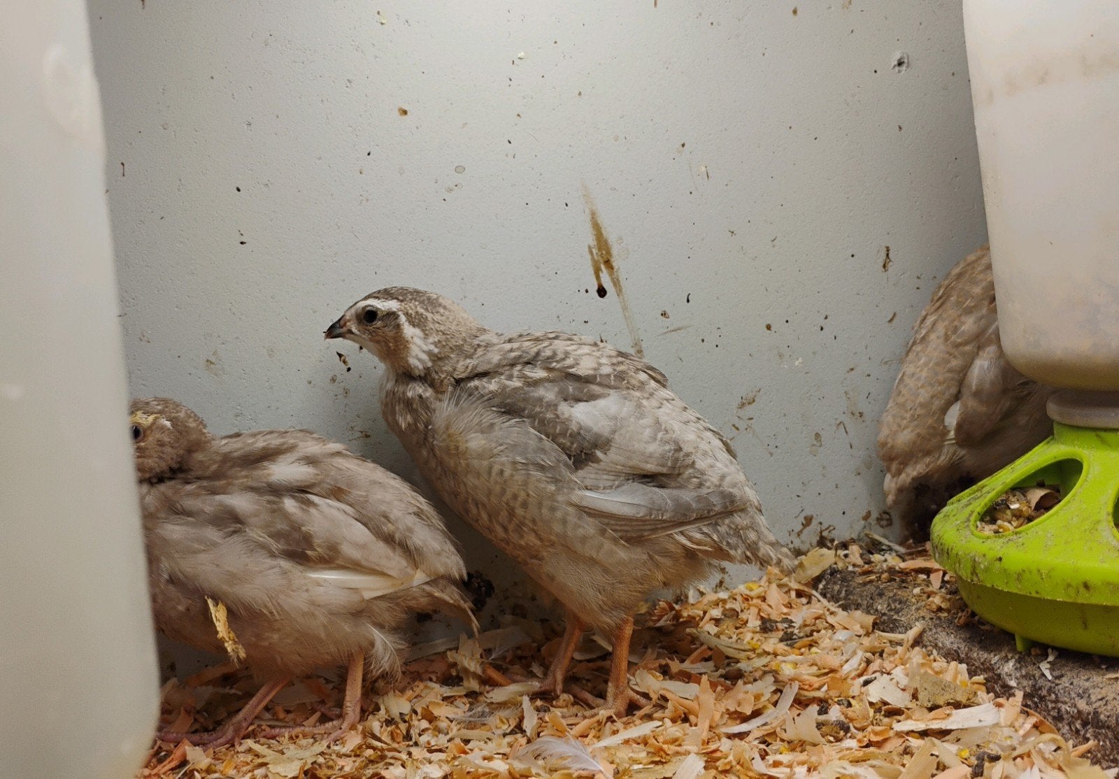 Celadon kwartel broedeieren, Dieren en Toebehoren, Vogels | Overige Vogels, Geslacht onbekend