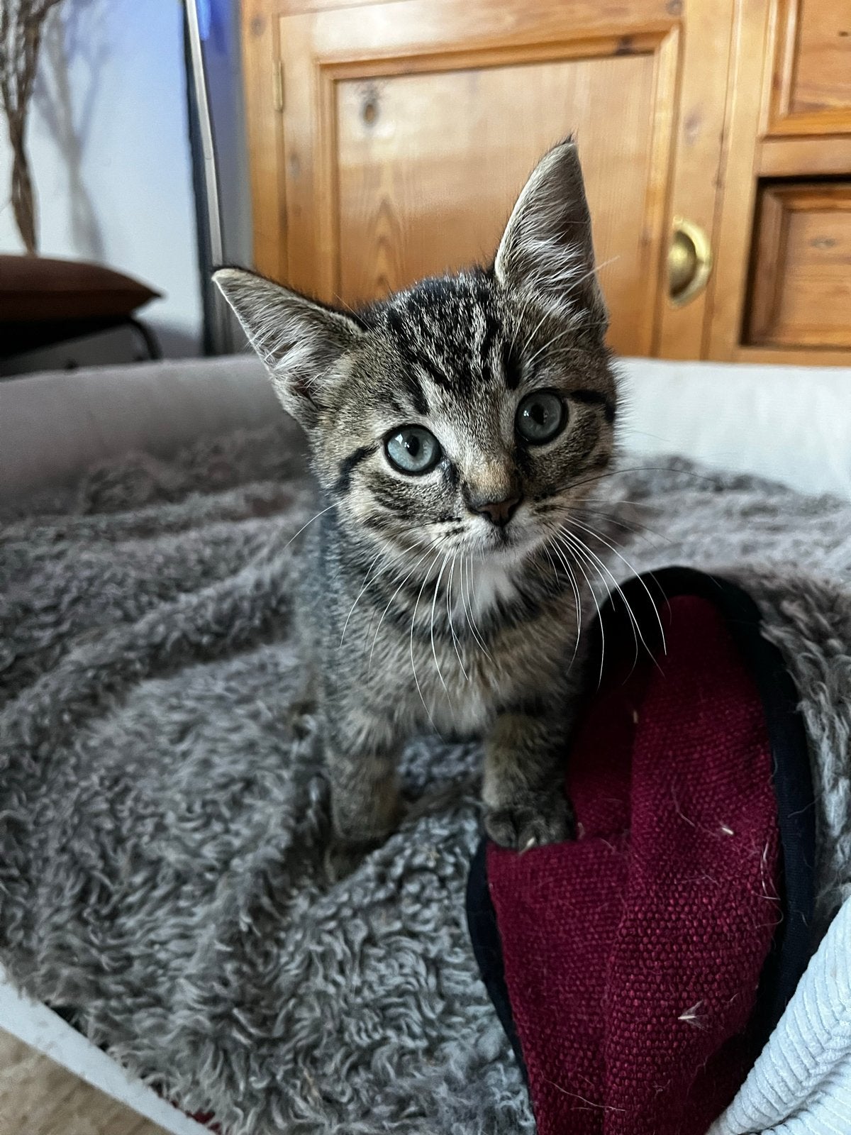 Kittens op zoek naar gouden mandje, Meerdere dieren, Kortharig, 0 tot 2 jaar