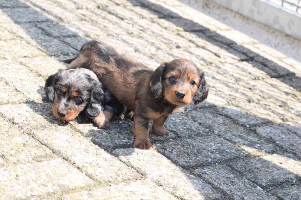 Teckel pups, België, 8 tot 15 weken, Dwerg, Langhaar