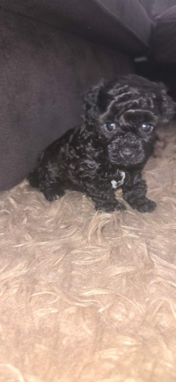 Mooie toy poedel x chiuhuahua pups, Dieren en Toebehoren, Poedel, 8 tot 15 weken, Meerdere, Meerdere dieren