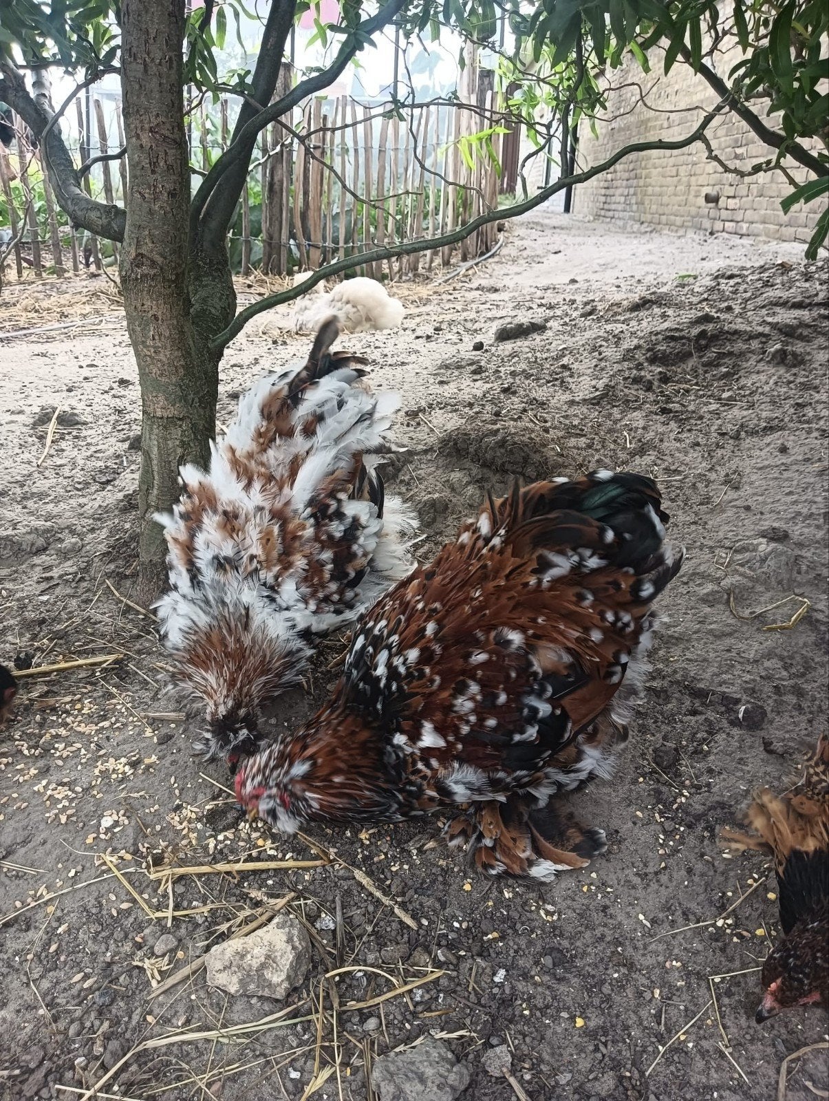 Prachtige porselein cochin kriel x zijdehoen haantjes, Dieren en Toebehoren, Pluimvee, Mannelijk, Kip