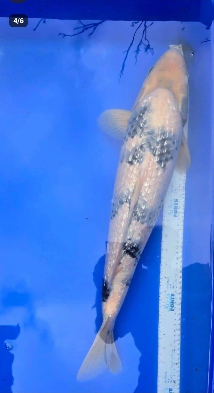 Shiro utsuri, Karper of Koi