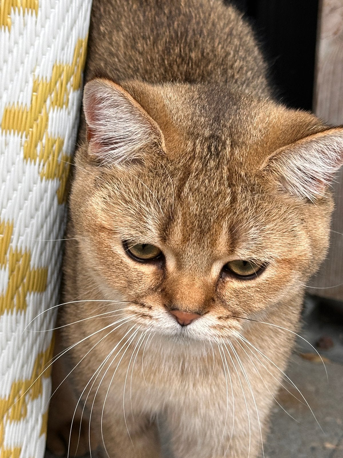 Britse kort haar Caramel zoekt vriendin, Kater, Kortharig, 0 tot 2 jaar