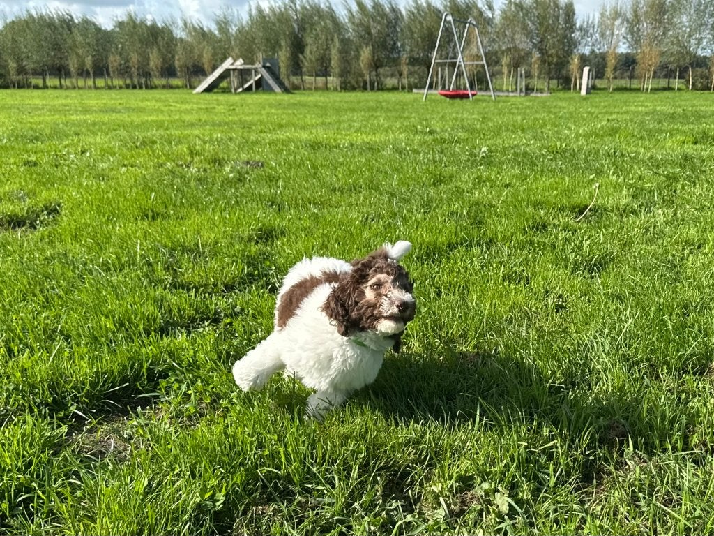 DOODLE PUP TEEF ZOË, Nederland, Overige rassen, CDV (hondenziekte), 8 tot 15 weken