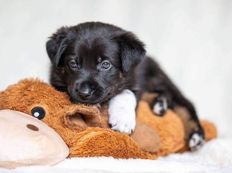 Lieve, sociale Duitse Herder x Australian Shepherd pup, Parvo, Reu, 8 tot 15 weken, Eén hond