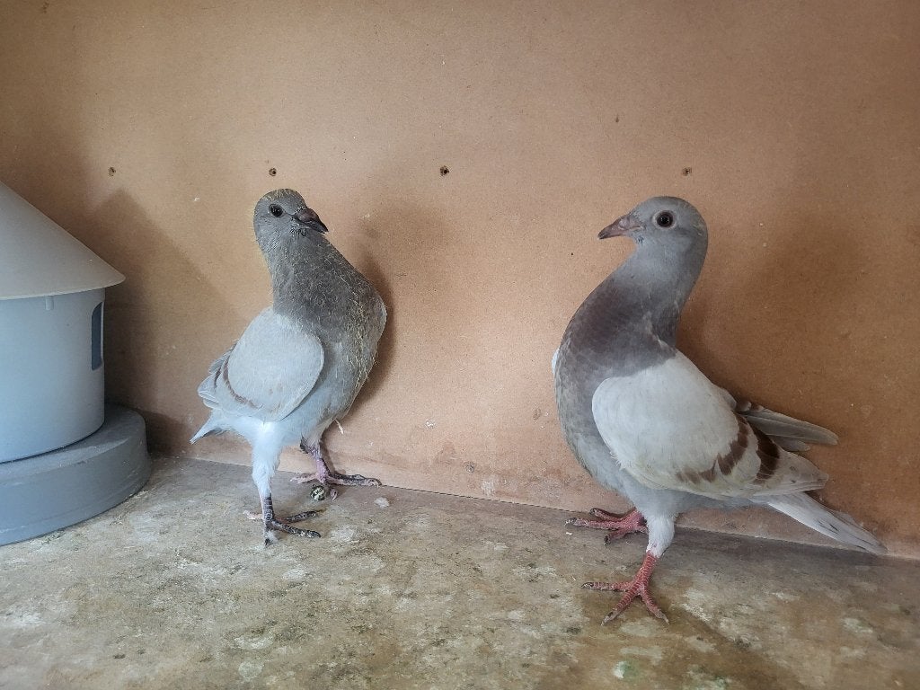 Postduiven, Meerdere dieren, Postduif