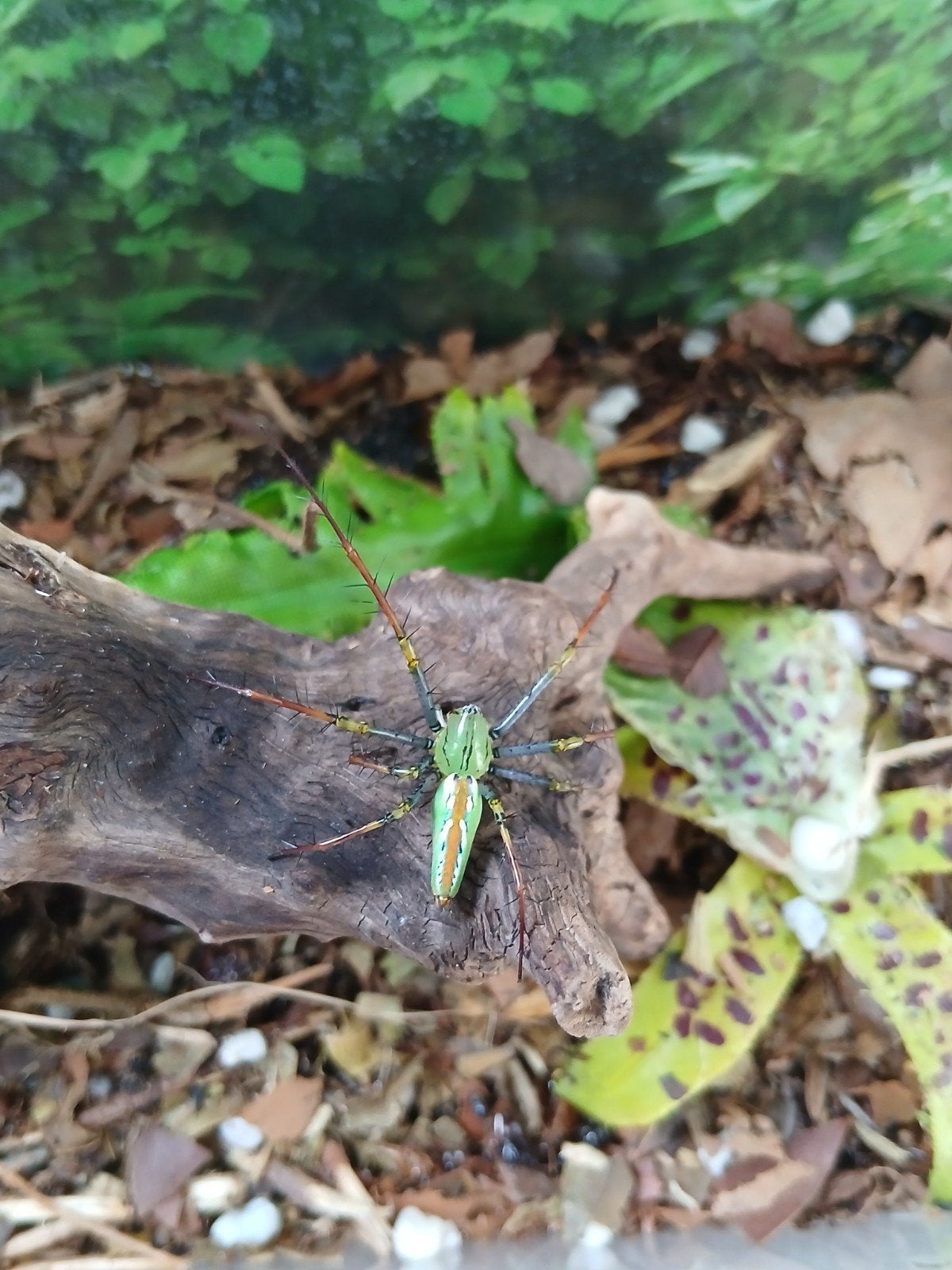 Peucetia Lucasi "zeldaam", Dieren en Toebehoren, Spin of Schorpioen