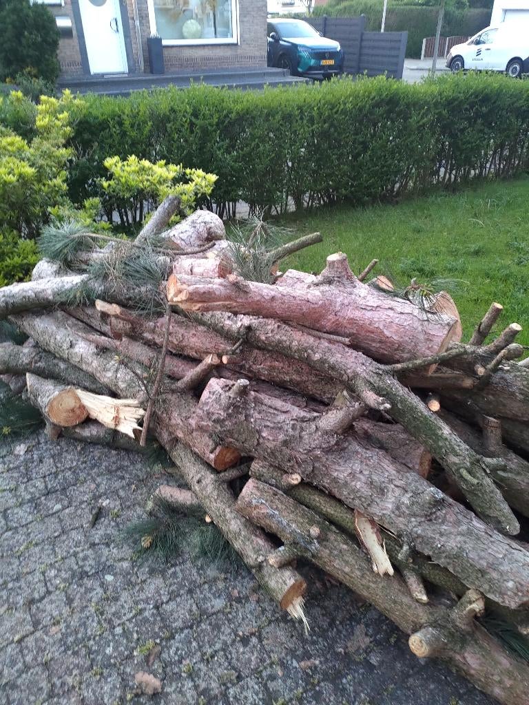 gratis brandhout, 3 tot 6 m³, Ophalen, Overige houtsoorten, Stammen