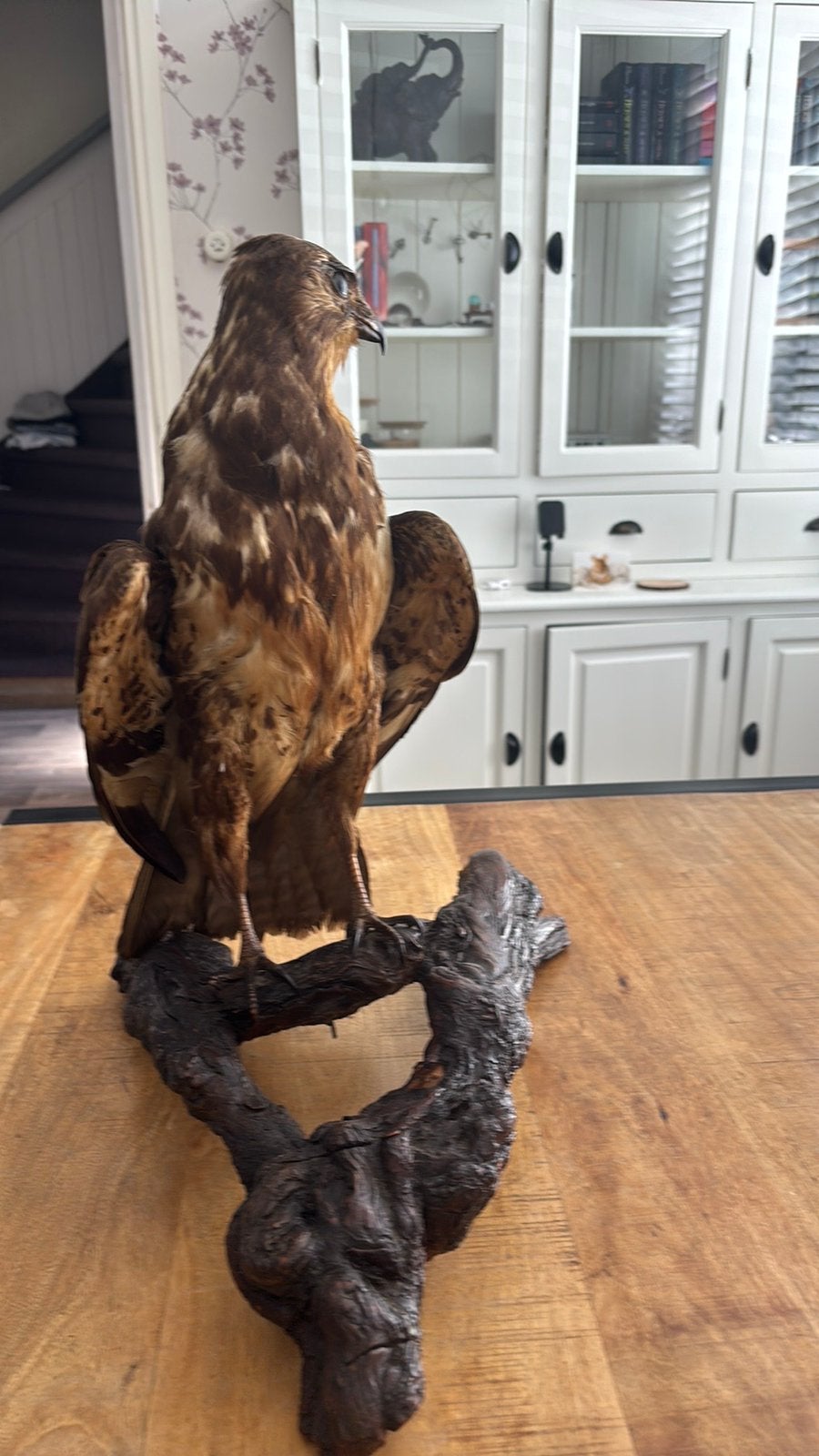 Opgezette buizerd, Ophalen of Verzenden