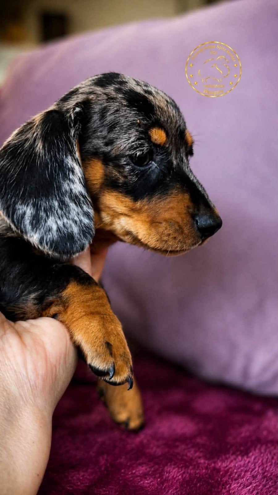korthaire miniatuur dwergteckelpups dople, 8 tot 15 weken, Korthaar, Dwerg, Meerdere