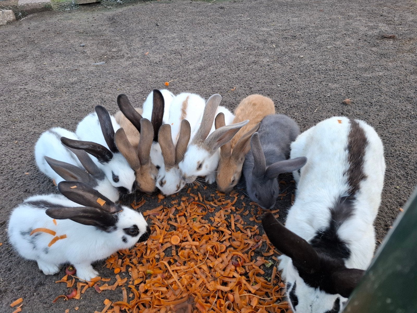 lotharinger konijnen groot, Meerdere dieren, Groot, 0 tot 2 jaar