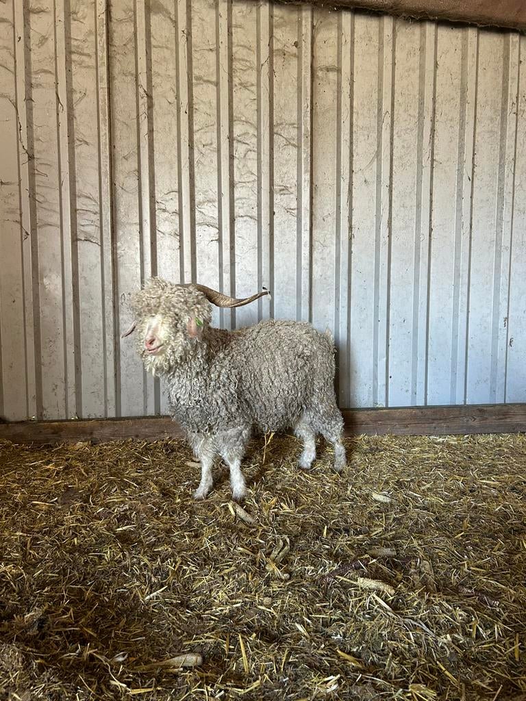 Angora bok, Mannelijk, Geit, 3 tot 5 jaar