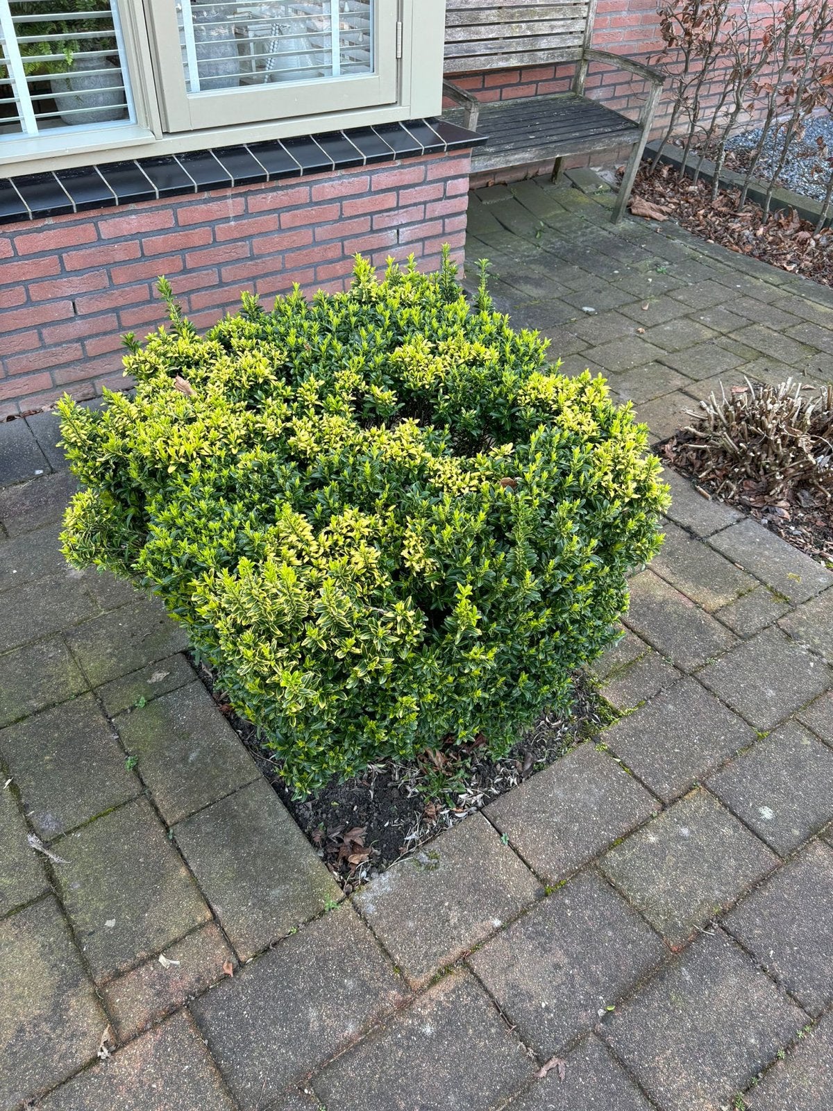 Buxus struik - gratis op te halen, Vaste plant, Bloeit niet, Halfschaduw, Ophalen