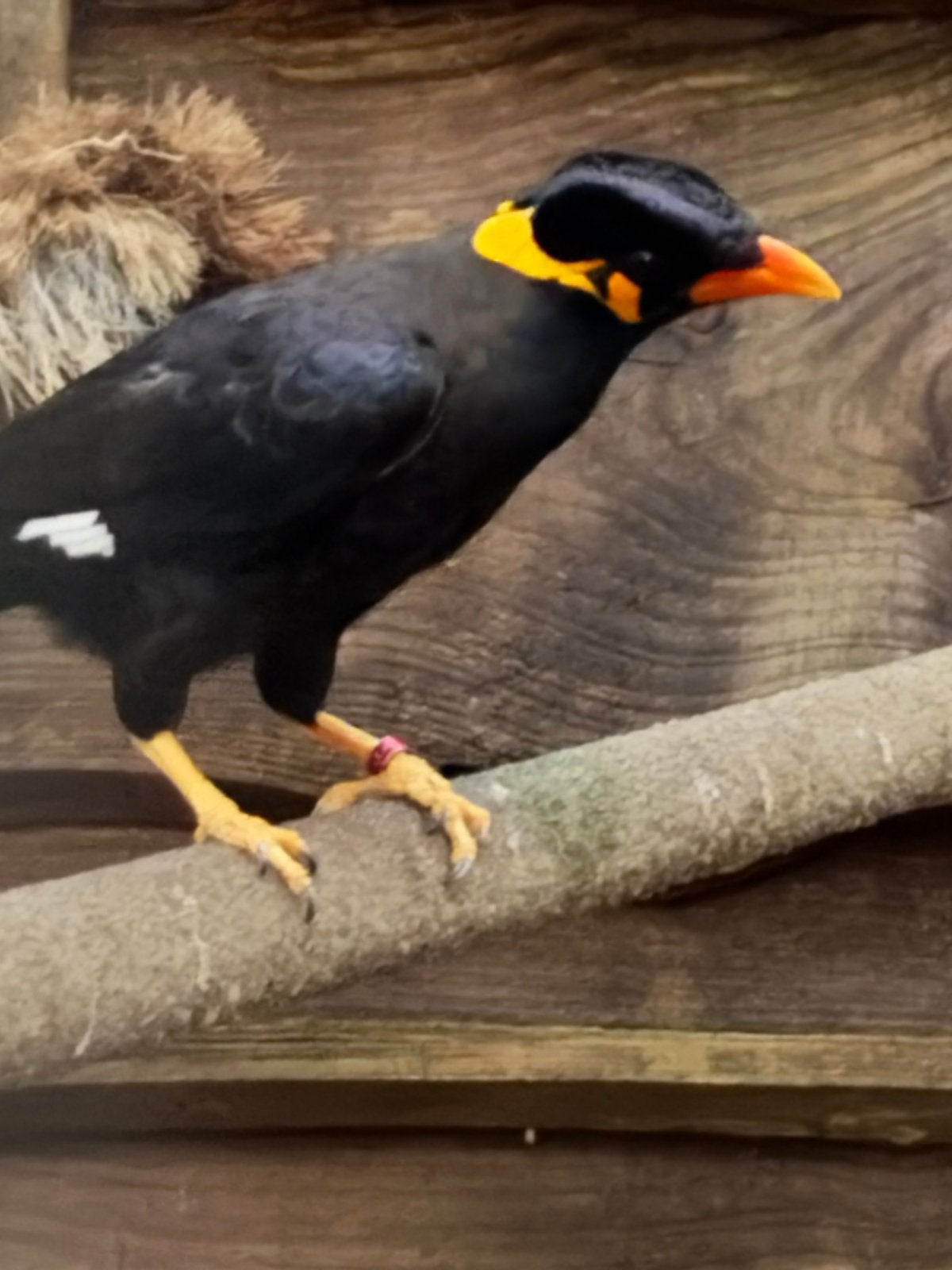 middel beo, Meerdere dieren, Tropenvogel, Geringd