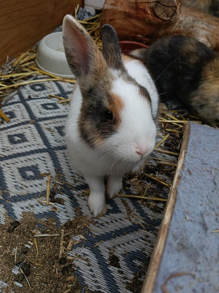 Lief tam rammetje, Dieren en Toebehoren, Konijnen, Mannelijk, Dwerg, 0 tot 2 jaar