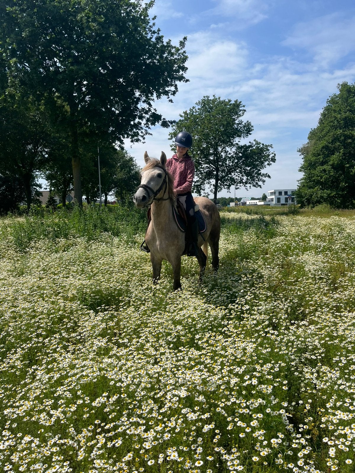 Te koop: 5 jarige D pony merrie (nieuw), B, Dressuurpony, 3 tot 6 jaar, D pony (1.37m tot 1.48m)