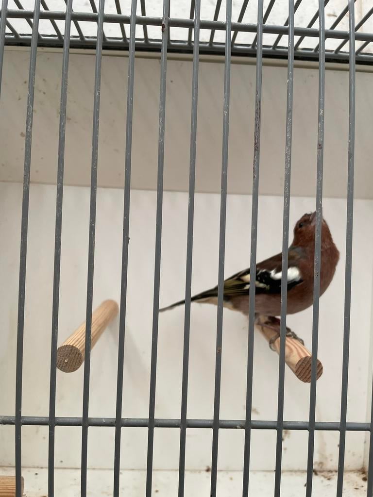 Vink man, Mannelijk, Wildzangvogel, Geringd
