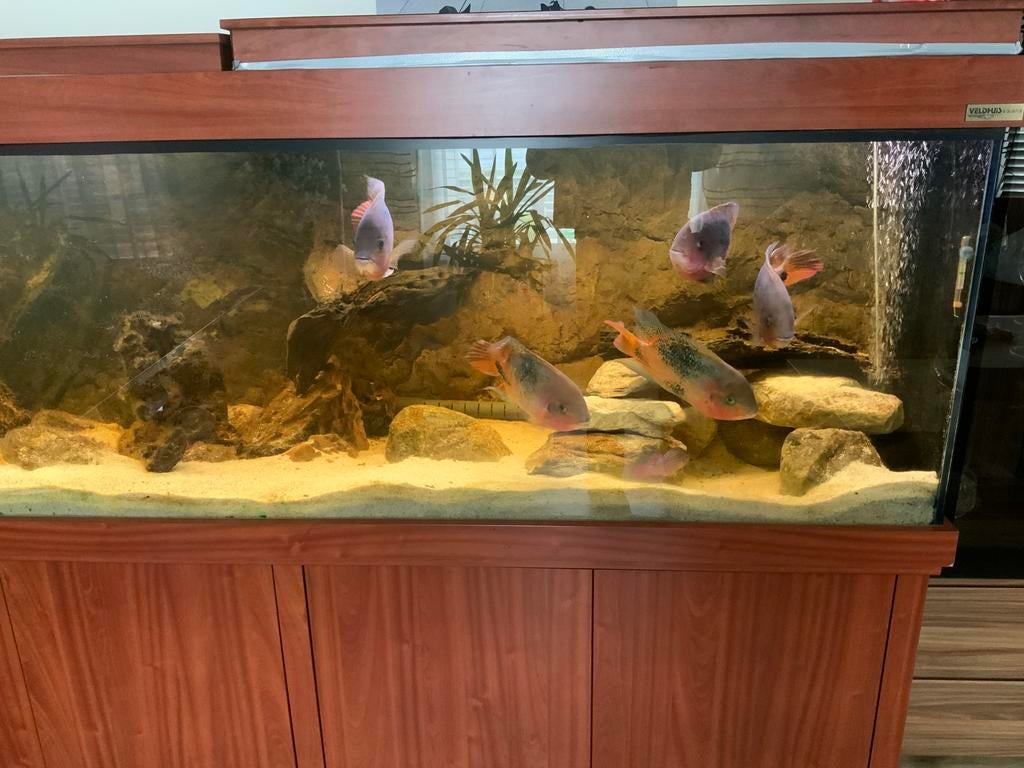Aquaria en toebehoren, Dieren en Toebehoren, Vissen | Aquaria en Toebehoren, Verzenden, Dennerle, Gevuld zoetwateraquarium, Gebruikt