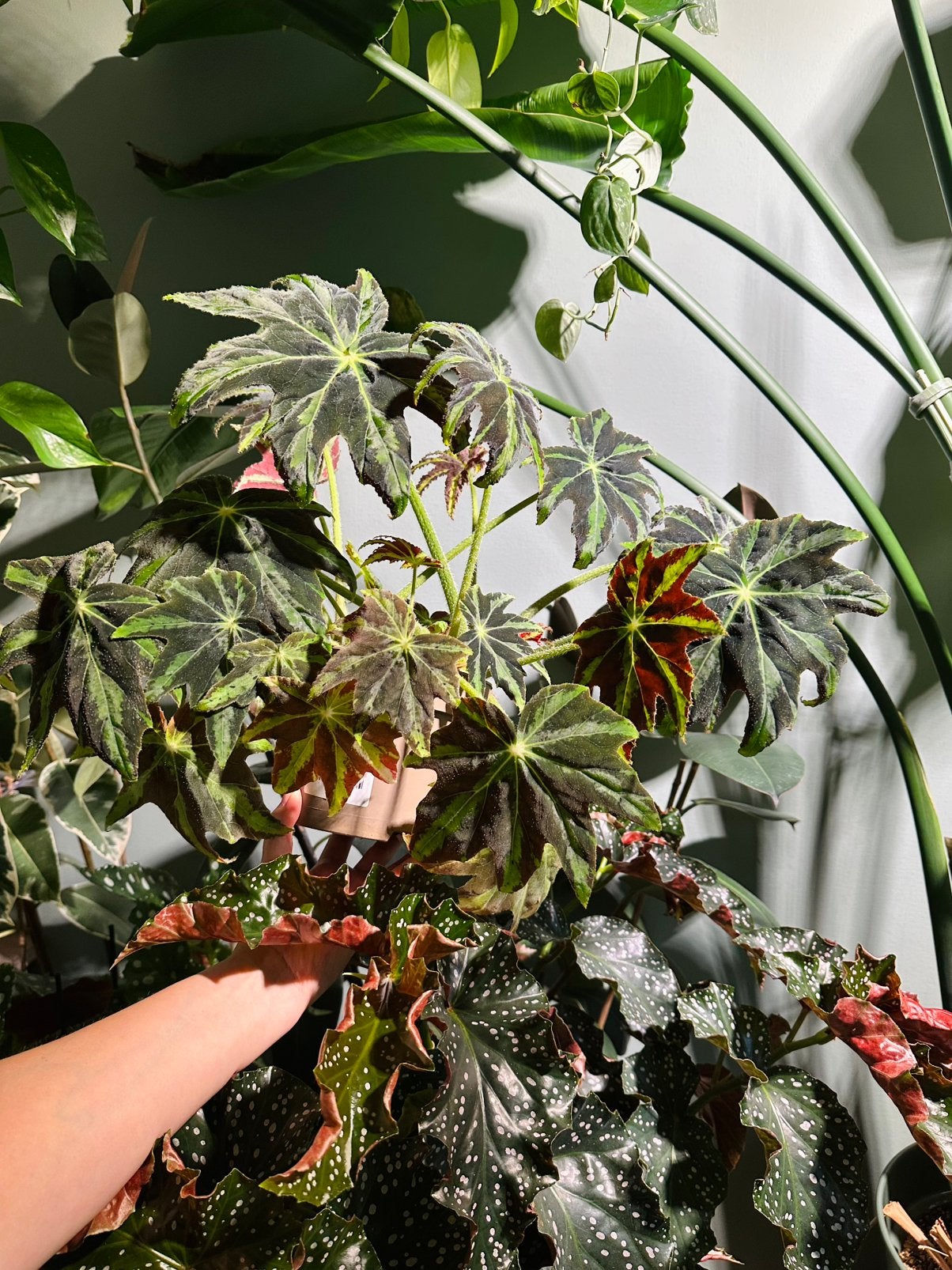 Begonia heracleifolia draco, Ophalen of Verzenden, Halfschaduw, Minder dan 100 cm