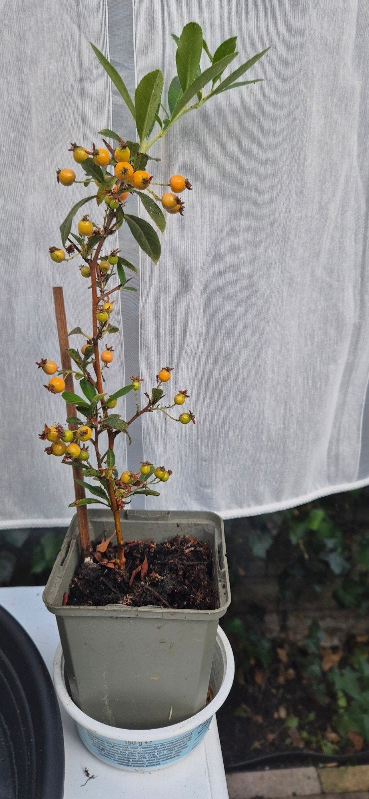 Leuke vuurdoorn met besjes, Tuin en Terras, Planten | Struiken en Hagen, Ophalen of Verzenden, Struik, Minder dan 100 cm