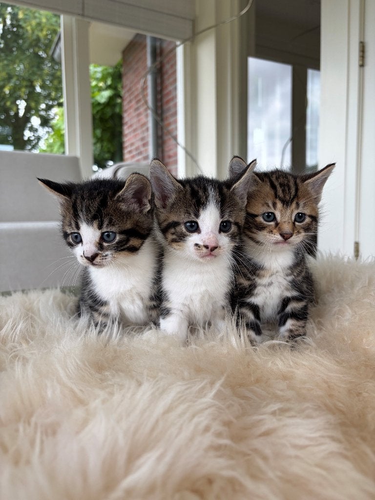 Hele leuke kittens (Europese korthaar), Dieren en Toebehoren, Katten en Kittens | Overige Katten, Kater, Kortharig, 0 tot 2 jaar