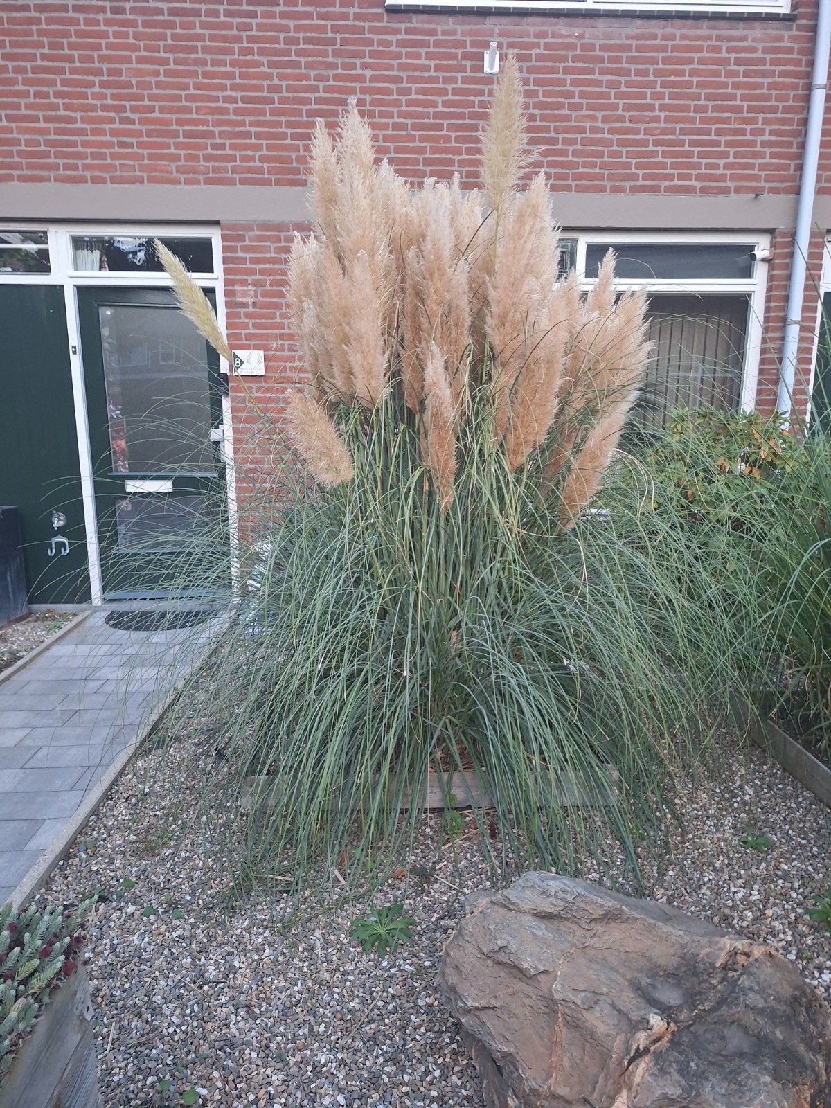 Prachtige Siergrassen voor uw Tuin, Tuin en Terras, Ophalen, Volle zon, Vaste plant, Siergrassen