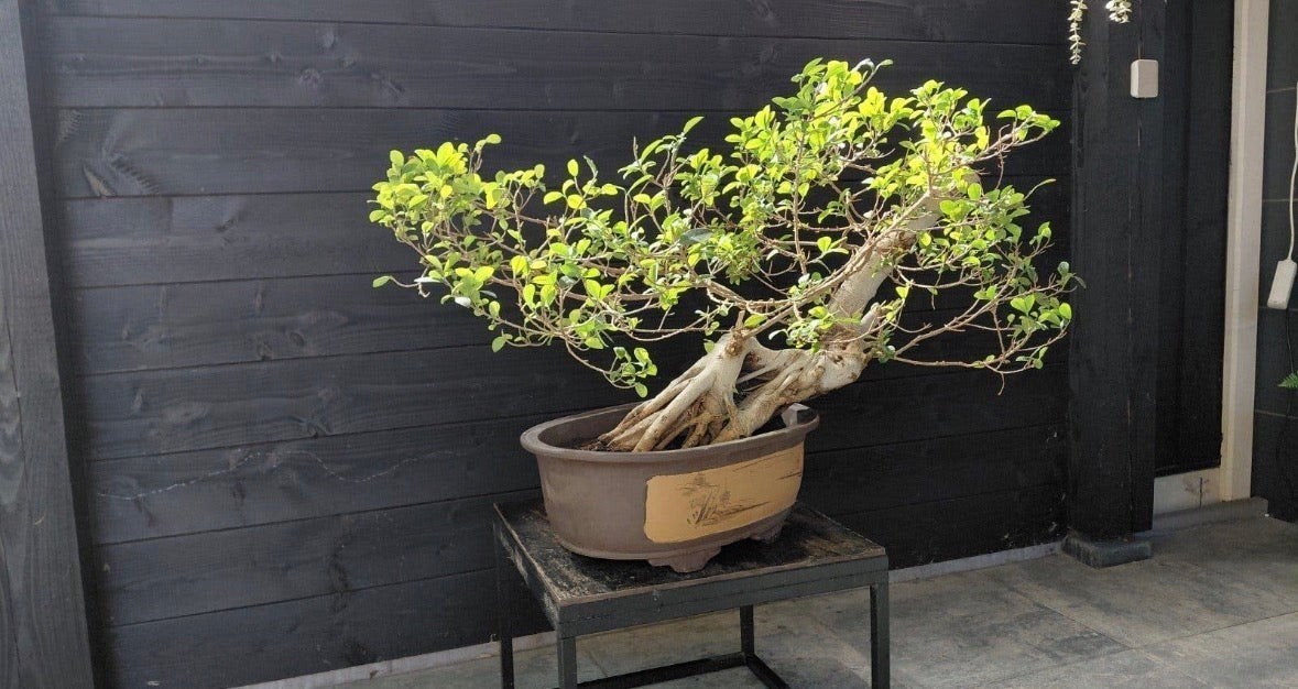 mooie grote ficus bonsai, Tuin en Terras, Planten | Bomen, Ophalen, Bloeit niet, Overige soorten, Minder dan 100 cm