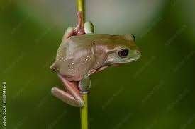 Koraalteen kikkers nk 2026 (baby's ) Frog - unknown for sale from Dierenspeciaalzaak Raemaekers