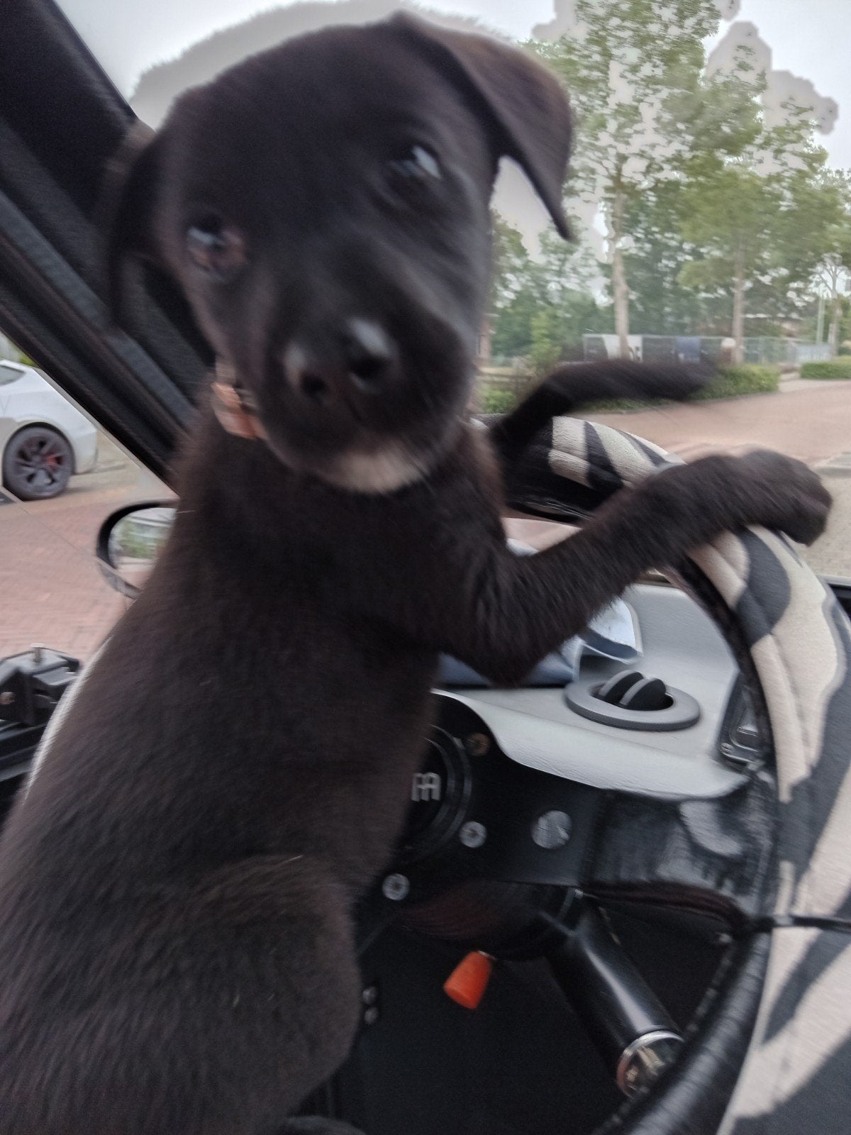 Te koop, Dieren en Toebehoren, 15 weken tot 1 jaar, Teef, Labrador retriever, Parvo
