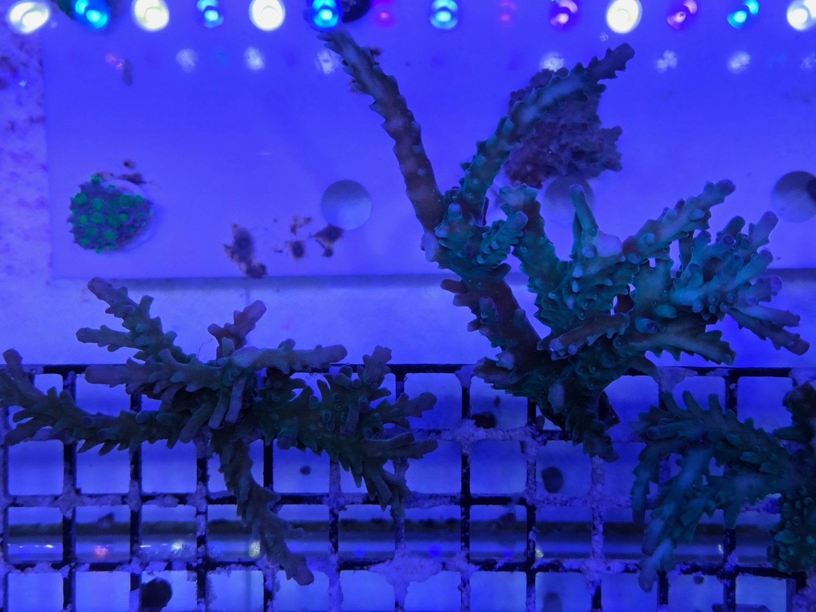 Grote Acropora, Ophalen, ., Plant(en), Steen of Hout, .