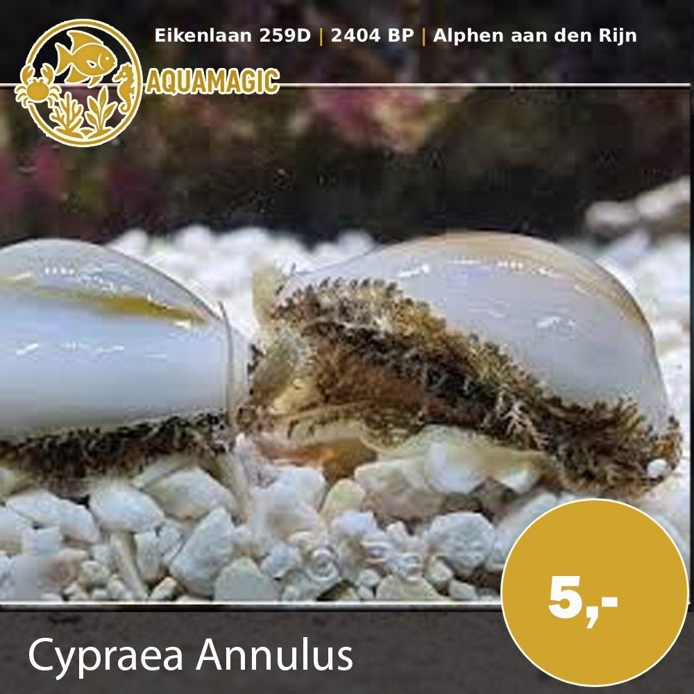 cypraea annulus, Slak of Weekdier, Zoutwatervis