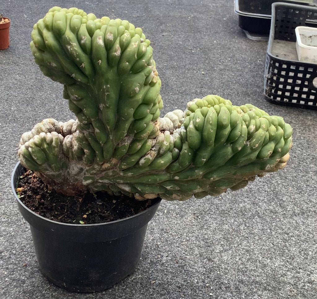 Cactus, Trichocereus, Huis en Inrichting, Kamerplanten, Ophalen of Verzenden, Cactus, Volle zon, Minder dan 100 cm