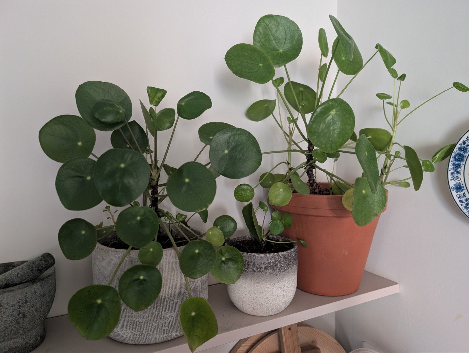 Pannenkoekenplant (Pilea Peperomioides) in pot, Ophalen, Overige soorten, Halfschaduw, In pot