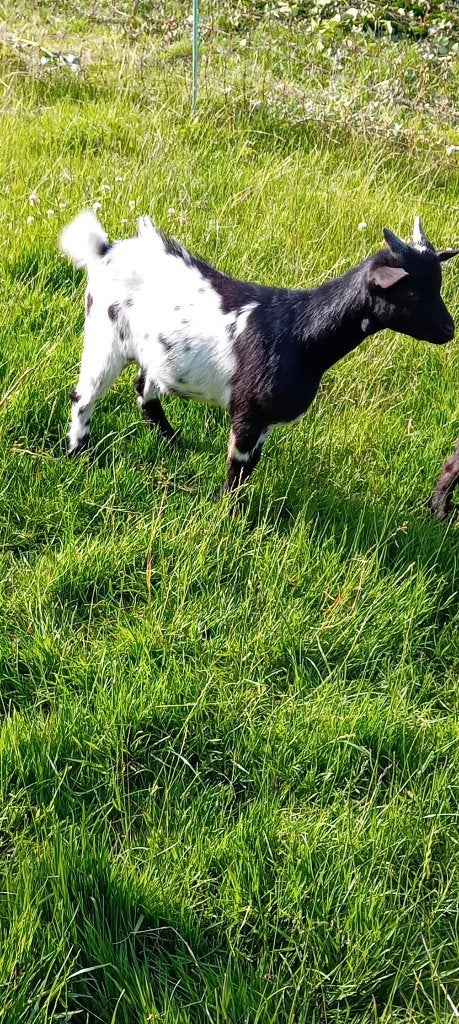 Dwergbok, Dieren en Toebehoren, Schapen, Geiten en Varkens, Mannelijk, Geit
