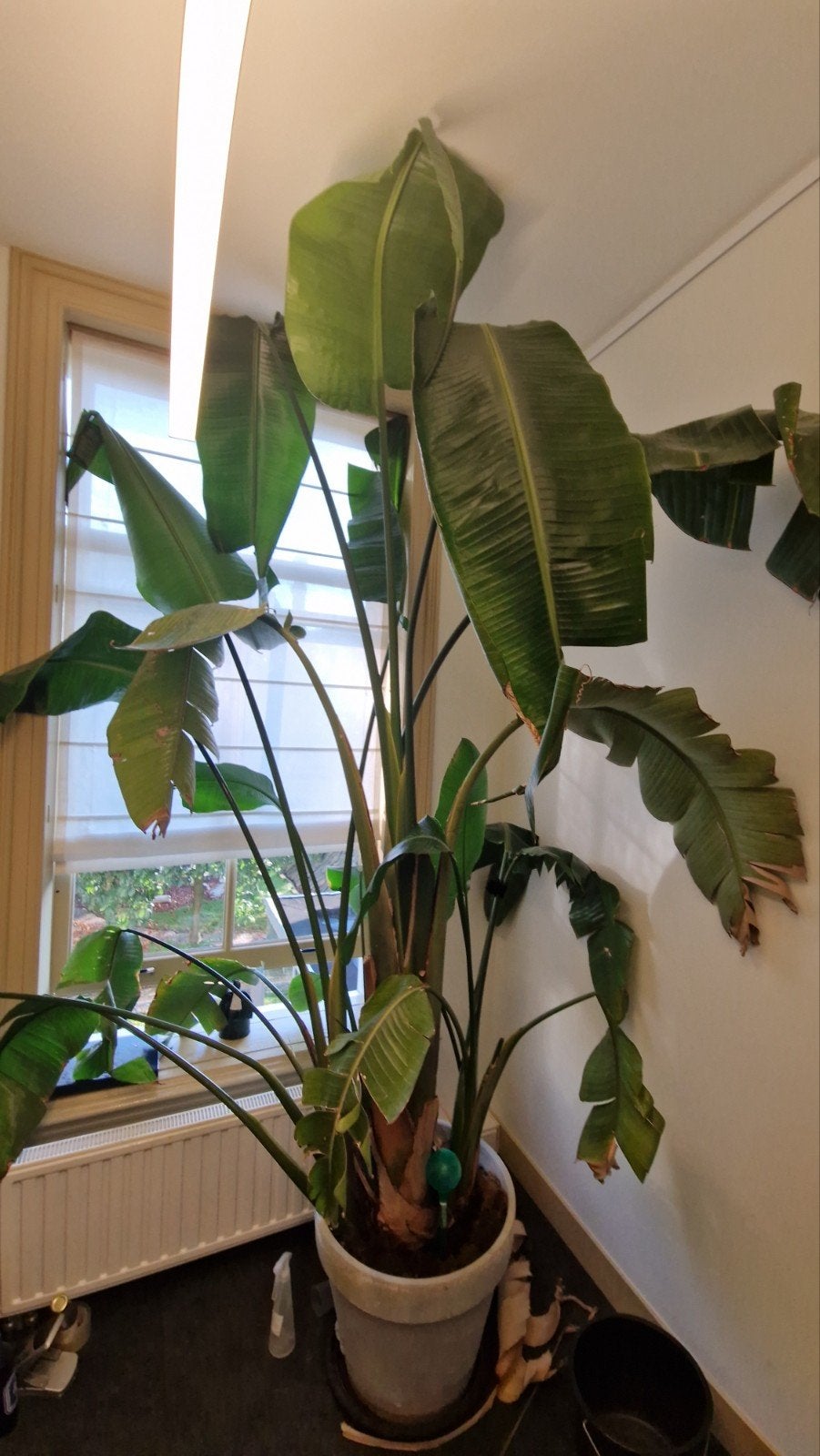 Grote Strelitzia Nicolai - Paradijsvogelplant, Ophalen, 200 cm of meer, Overige soorten, In pot