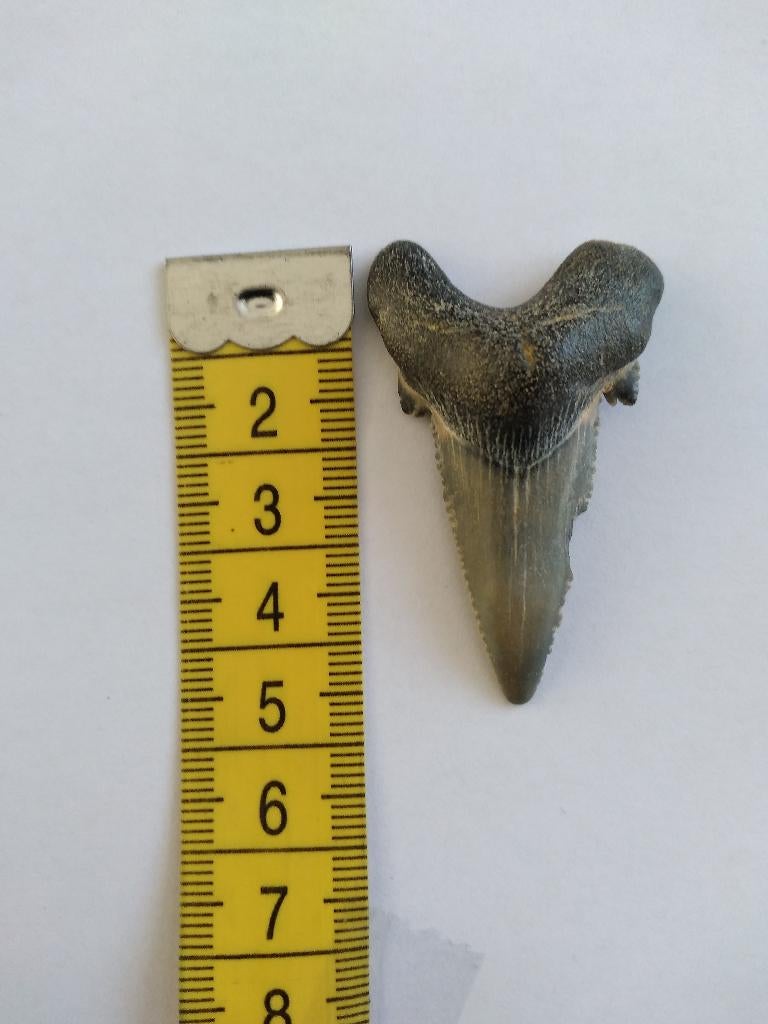 Fossiele haaientand (Otodus Auriculatus), Verzamelen, Mineralen en Fossielen, Fossiel, Ophalen of Verzenden