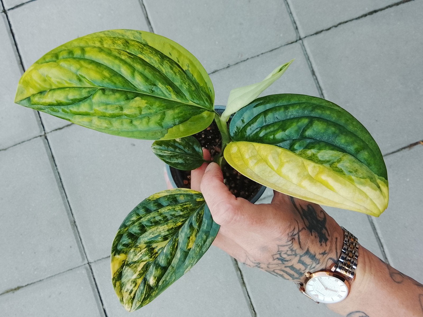 Monstera Karstenianum Aurea Variegata plant, Ophalen of Verzenden, Halfschaduw, Minder dan 100 cm