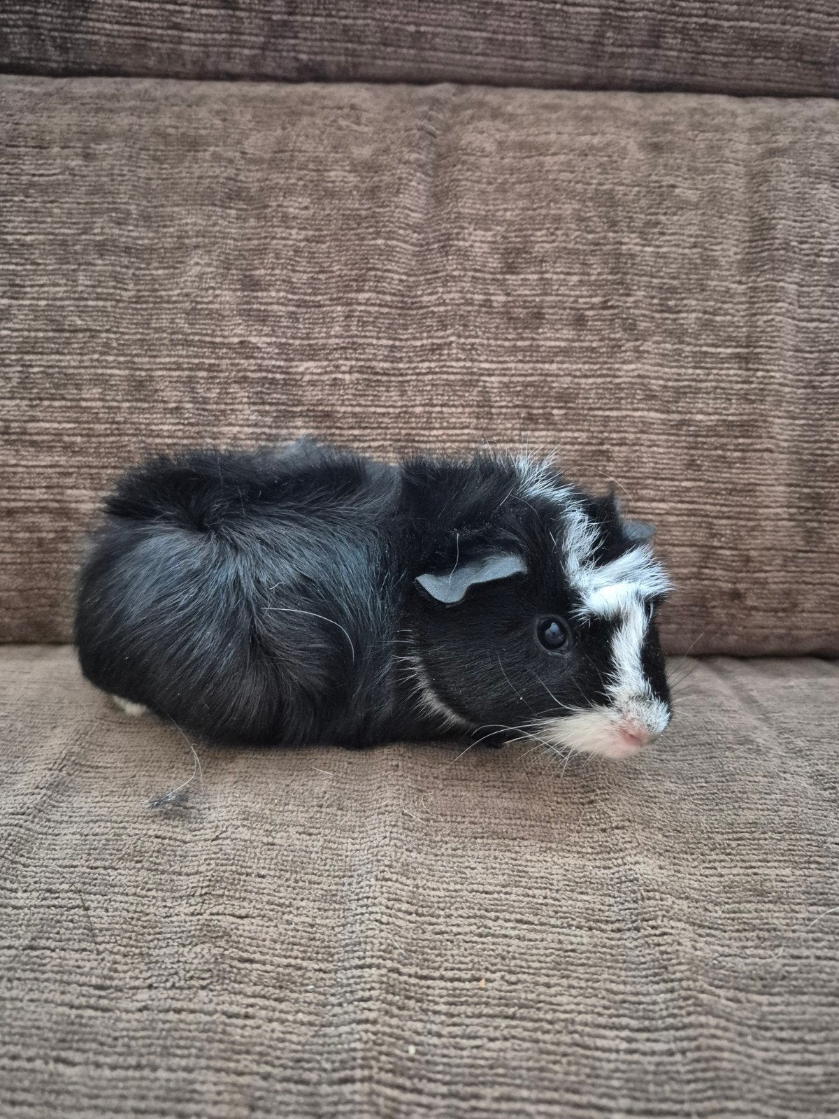 lieve beertjes 29-5-2026, Cavia, Mannelijk, Juli, Tam
