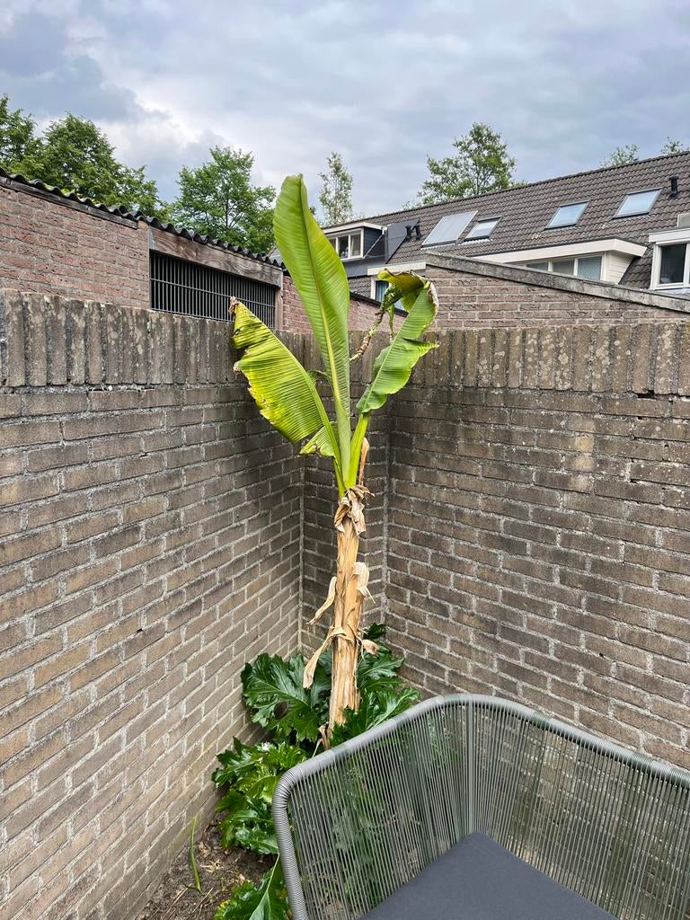 Bananenplant (Musa Basjoo) - Winterhard, Tuin en Terras, Volle zon, Vaste plant, Bloeit niet, Ophalen