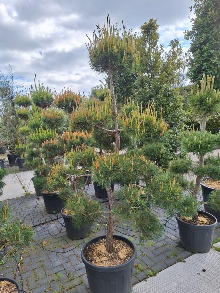 Prachtige Pinus Bonsai - Unieke Vorm en Groei, Volle zon, Vaste plant, Bloeit niet, Ophalen