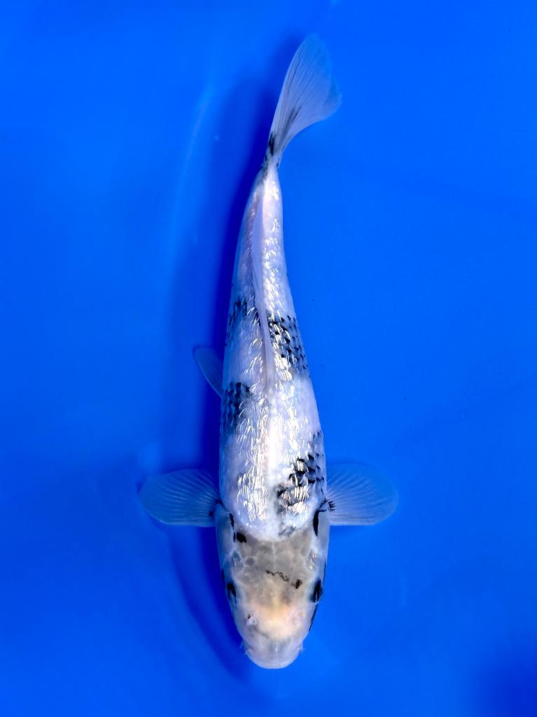 Ginrin Shiro Utsuri Kawakami | Young Nisai 25–30 cm |, Karper of Koi