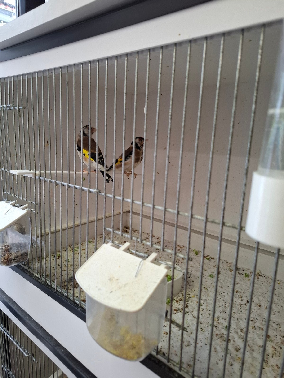 2 koppel putters (2024/2025) en 3 jongen (2026), Dieren en Toebehoren, Vogels | Overige Vogels, Meerdere dieren, Wildzangvogel