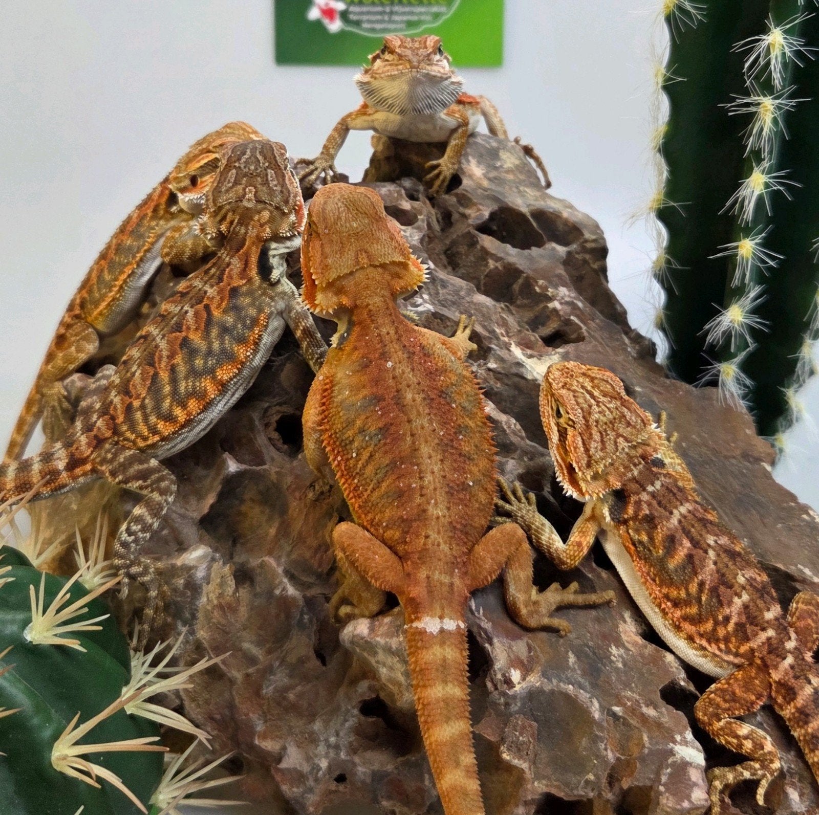 Baardagaam Rood 5X Bearded Dragon photo 3