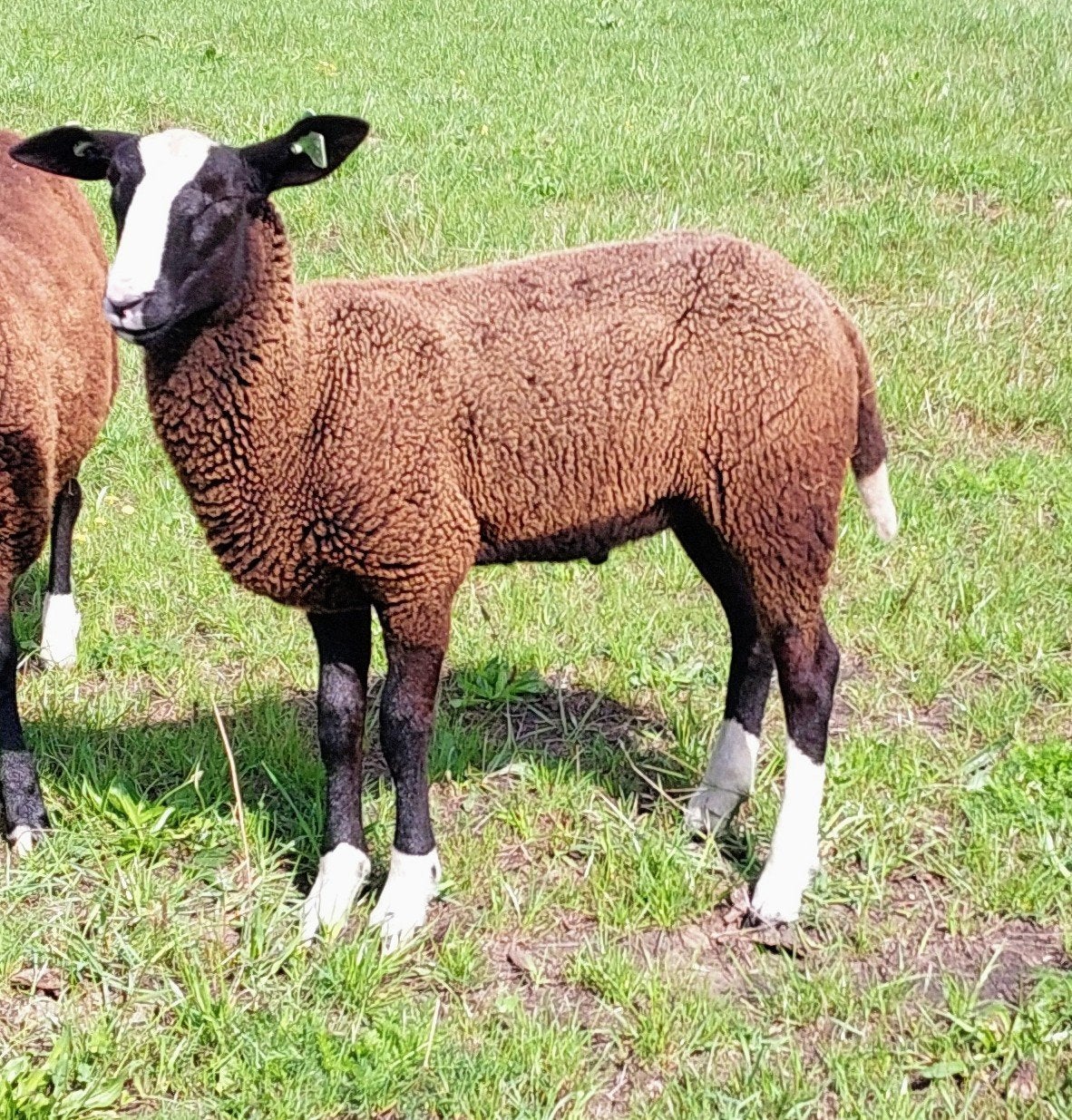 Zwartbles: ram, Dieren en Toebehoren, Mannelijk, Schaap, 0 tot 2 jaar