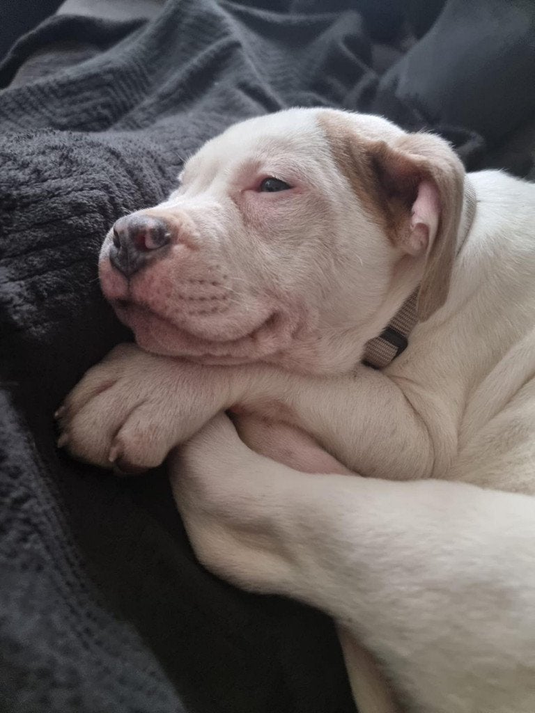 Amerikaanse Bully, Dieren en Toebehoren, 15 weken tot 1 jaar, Parvo, Eén hond, Nederland